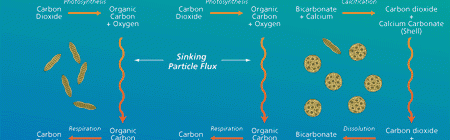 Ocean Plankton Found To Consume 2X More Carbon