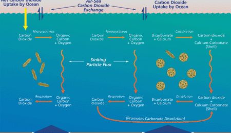 Ocean Plankton Found To Consume 2X More Carbon